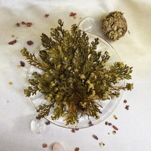rosa-de-jerico-planta-de-la-resureccion